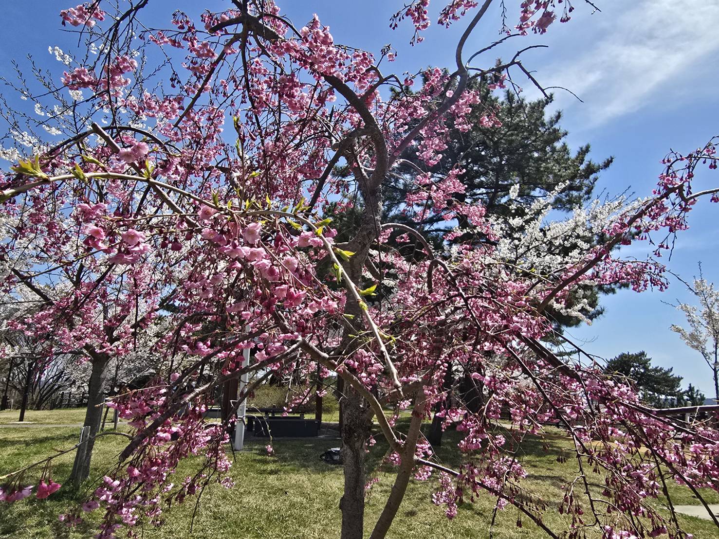 能代市で満開に咲く桜と青空の風景｜能代市のうるおい訪問ナースセンター