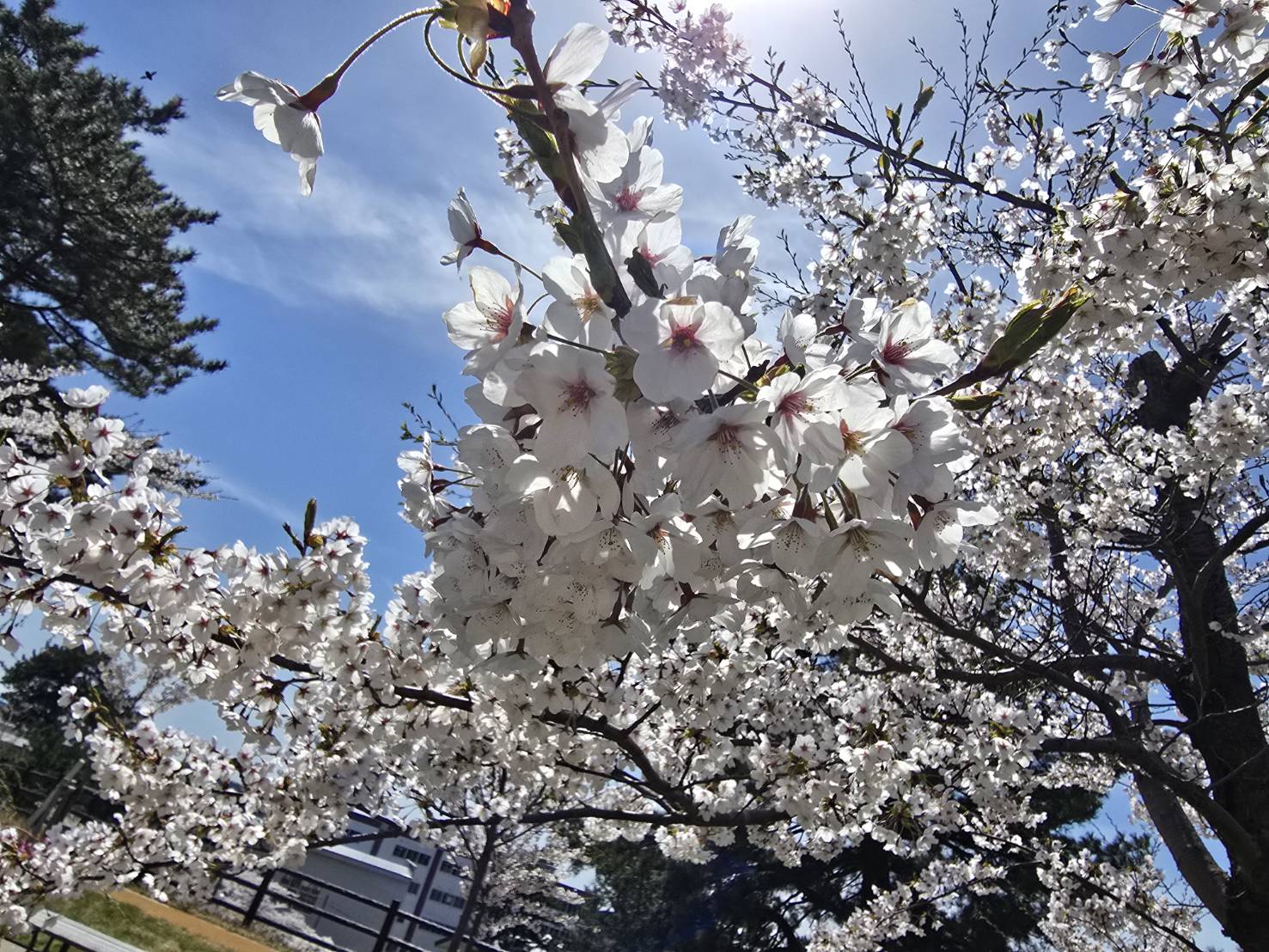 屋外歩行訓練で見上げる桜の花｜能代市のうるおい訪問ナースセンター