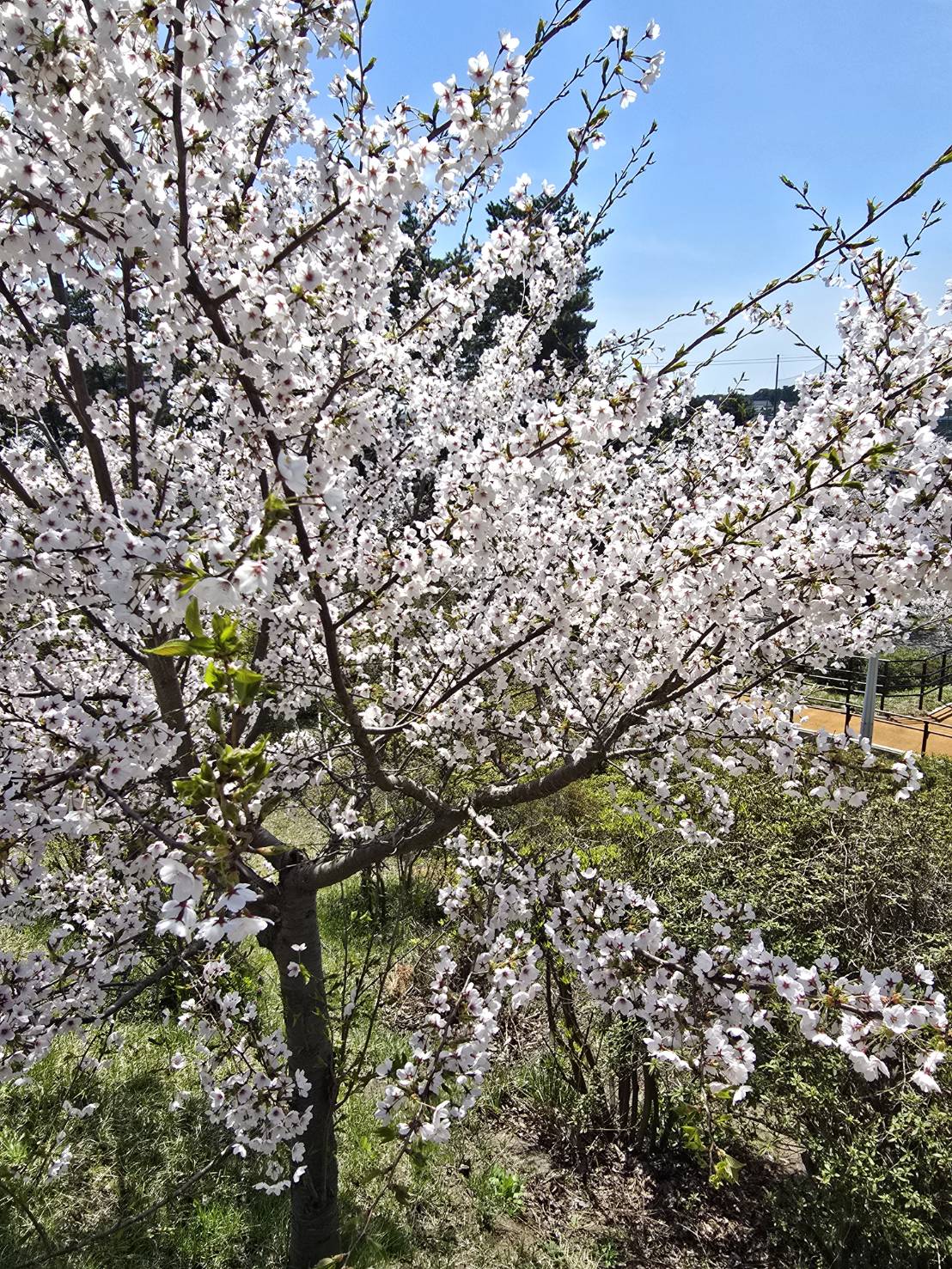 春の能代市の桜｜能代市のうるおい訪問ナースセンター