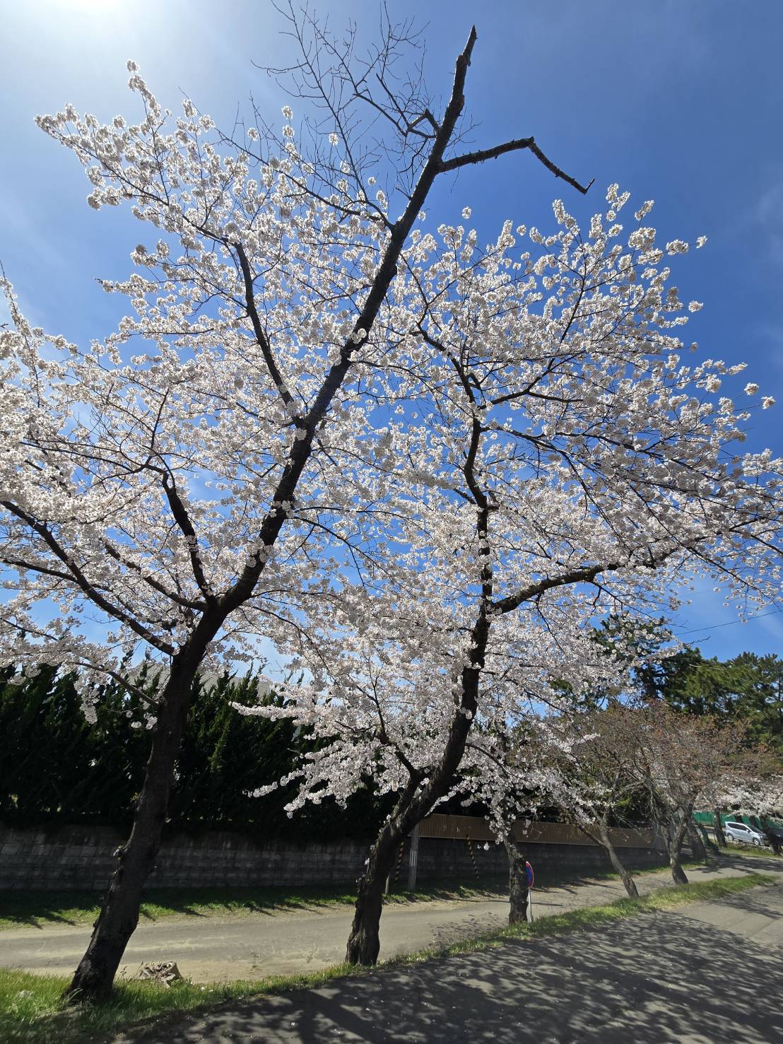 訪問看護のリハビリ中に見た春の桜並木｜能代市のうるおい訪問ナースセンター