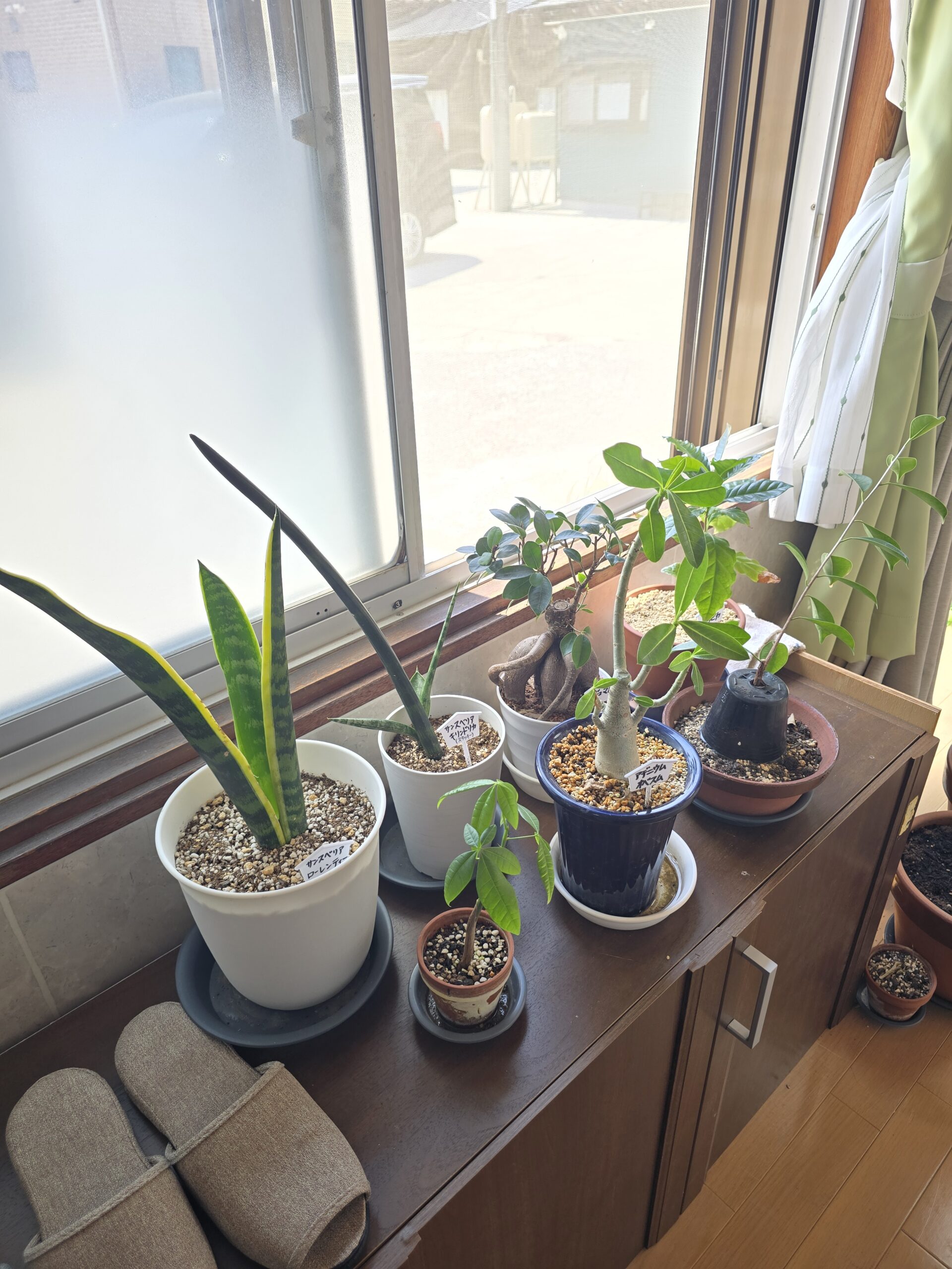 事務所内に並んだ観葉植物の写真