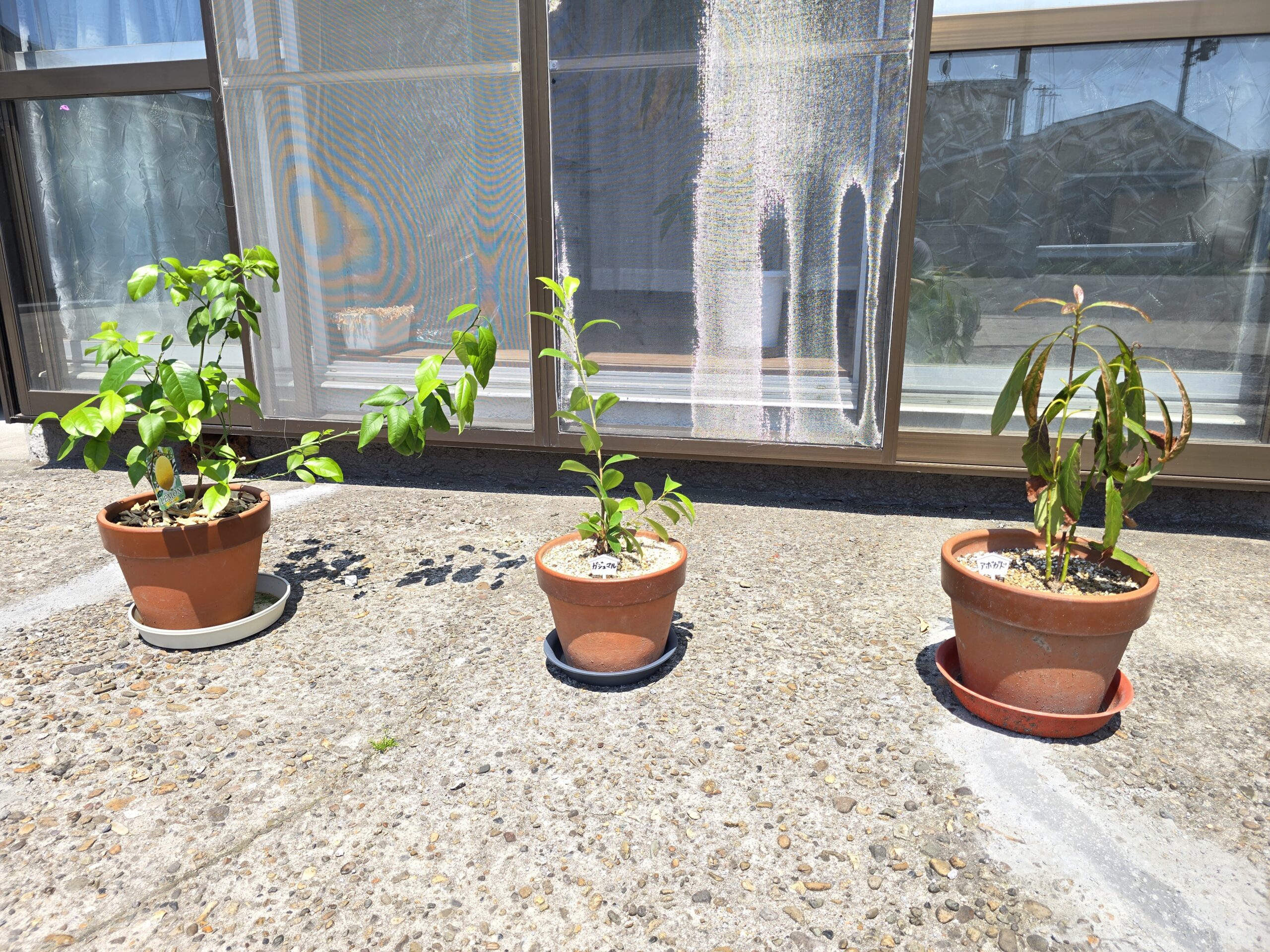 日光浴をする観葉植物